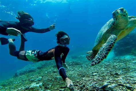 Bali Nusa Lembongan Manta Ray And Sea Turtle Snorkeling Tour
