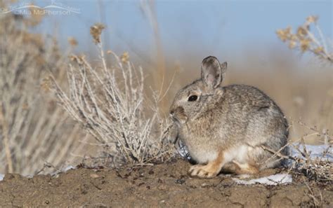 Mountain Cottontail On A Snow Topped Hill Mia Mcphersons On The Wing