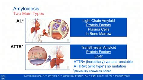 Transthyretin Amyloid And New Treatment Options Broadcastmed