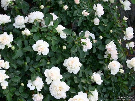 Mini Rose Bush White Climbing Roses Rose Seeds Shrub Roses