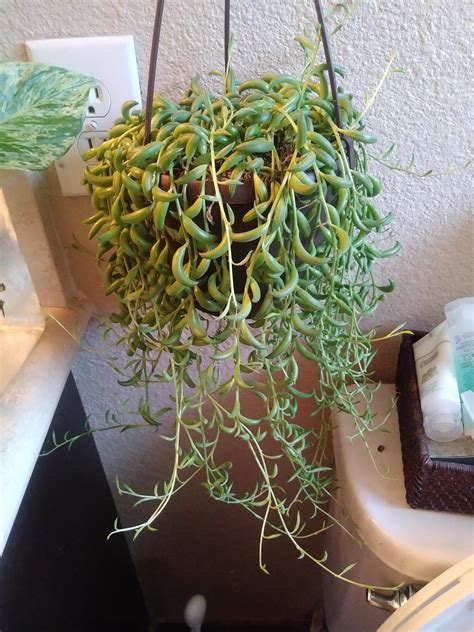 Such sunlight exposure can be enough to reduce humidity. When/how should i trim my string of bananas? : succulents