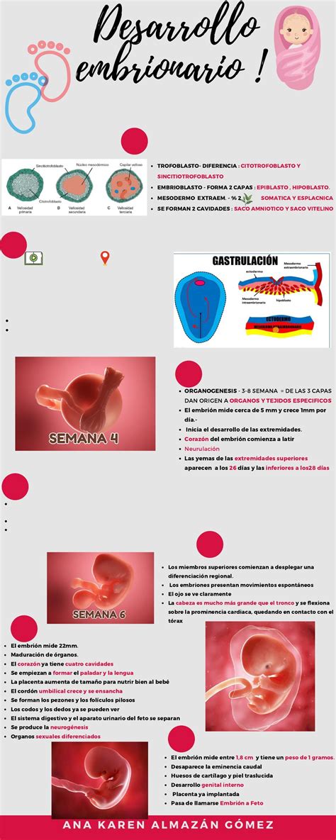 Infografía de desarrollo embrionario Embriología Resumen de