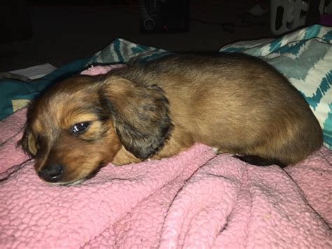 The dachshund, or wiener dog, is a lively, clever, and courageous dog breed that is generally good with children. Miniature Dachshund Puppies For Sale | Erie, PA #272795