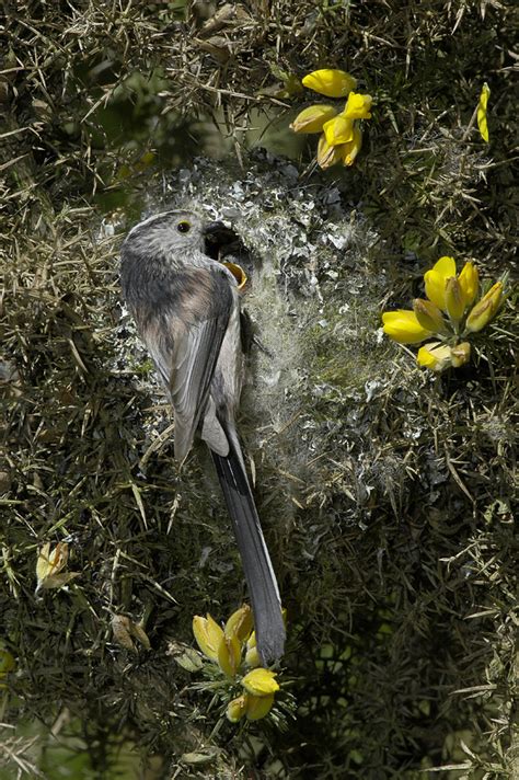 How To Identify Bird Nests Country Life