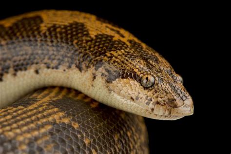 Arabian Sand Boa Owners Complete Care Guide Crucial Info