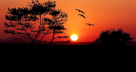 Sunset Trees Nature Birds Landscape Tree Evening Orange Scenic