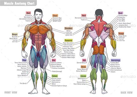Muscle Anatomy Сhart Human Muscle Anatomy Body Muscle Anatomy Leg