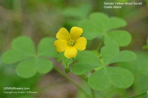 Us Wildflowers Database Of Yellow Wildflowers For Missouri