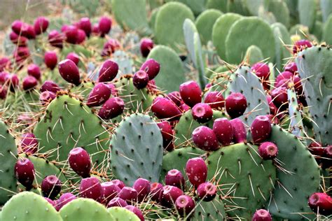 Prickly Pear Cactus With Fruit Free Stock Photo Public Domain Pictures