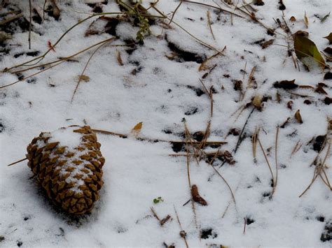 Pine Cone Covered In Snow Free Stock Photo Public Domain Pictures