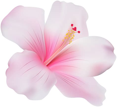 Hawaii Clipart Pink Hibiscus Flower Hawaii Pink Hibiscus Flower