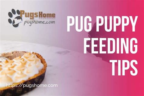 Pug Puppy Feeding Tips And Guide Pugs Home Facts