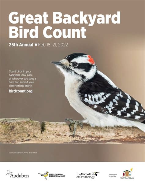 Great Backyard Bird Count — Whidbey Audubon Society