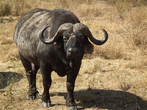 Fileafrican Buffalo Syncerus Caffer In Tanzania 3601 Nevit
