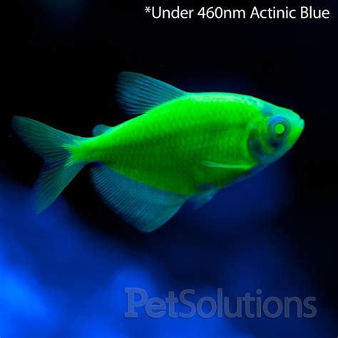 Electric Green Glofish Colorful Sea Creatures Tetra Fish Fish