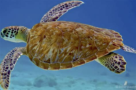 En El Pacífico De Bcs Viven 4 Especies De Tortuga En Crítico Peligro