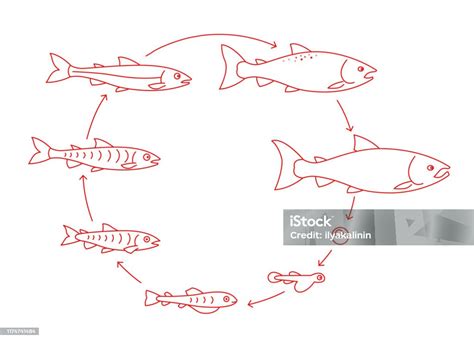 Round Stages Of Salmon Fish Growth Set From Parr To Adult Sockeye Fish
