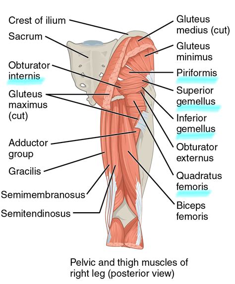 Gluteal region muscles that move the femur. Muscles of the Gluteal Region | Anatomy | Geeky Medics