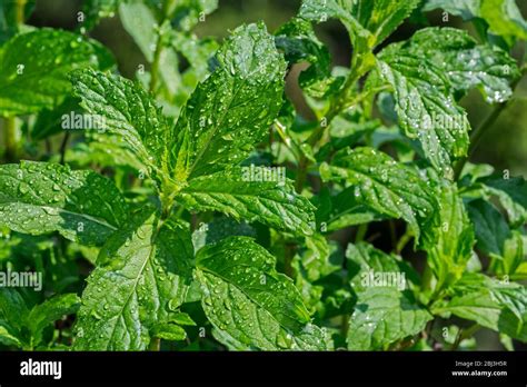 Peppermint Mentha Piperita Hi Res Stock Photography And Images Alamy