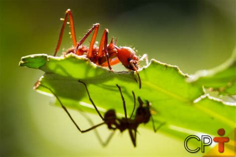 E não precisam exterminar a formiga, apenas controlar o seu ataque. Formiga Cortadeira: Características, Nome Cientifico ...