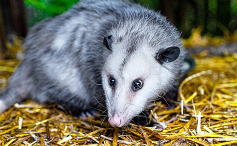 The Awesome Opossum — Reflection Riding Chattanooga Nature Center