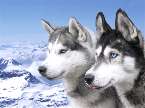 Siberian Husky Puppies Wallpaper Hd Backgrounds Free