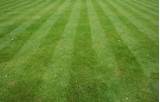 Pictures of How To Care Lawn Grass
