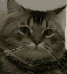 Cat Stare GIF Cat Stare Cute Discover Share GIFs