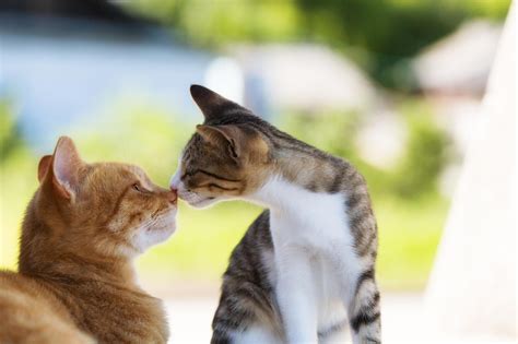 Cute, Best Friend, Baby, Zoo, Animal Love, Animal Background Images