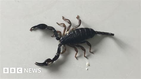 Fright As Dog Finds Scorpion In Denbigh Living Room