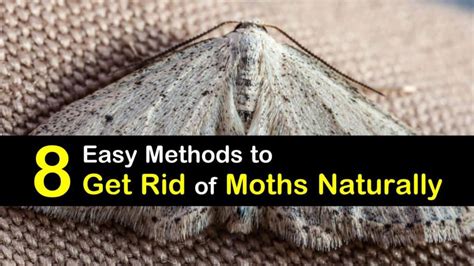 Easy Methods To Get Rid Of Moths Naturally