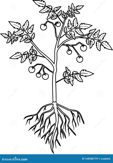 Coloring Page Tomato Plant With Leaf Unripe Tomatoes Flowers And