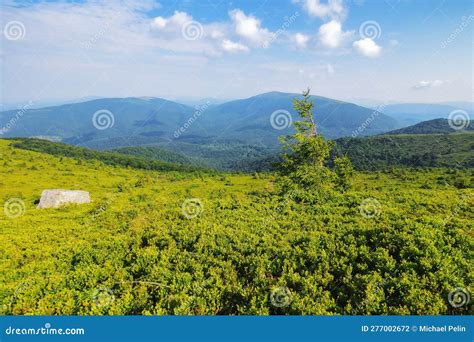 Mountainous Countryside Scenery With Fir Tree In Morning Light Stock