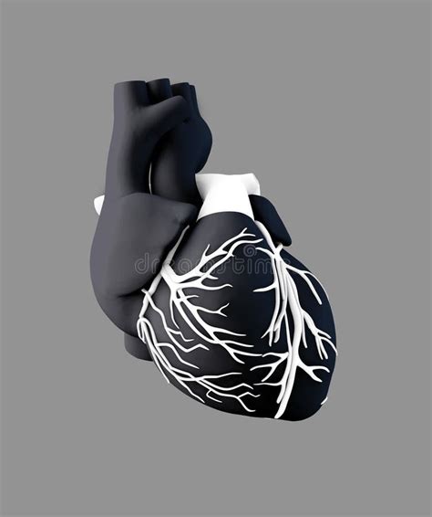 Corazón Humano Anatomía Del Ejemplo Humano Del Corazón 3d Stock De