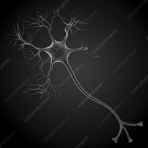 Nerve Cell Artwork Stock Image F0087245 Science Photo Library