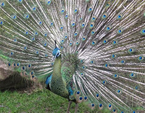 Indian Green Peacock