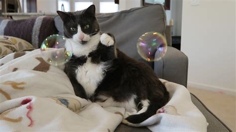 Cats And Catnip Bubbles Youtube