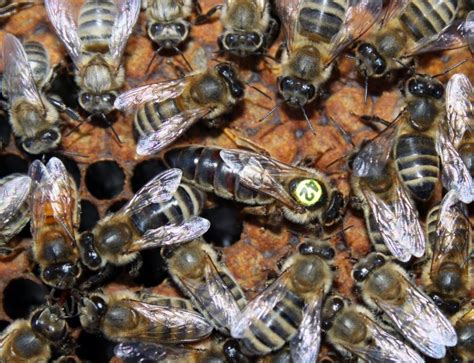 Queen Bee Identification Bee Informed Partnership