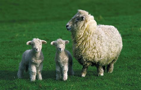 Sheep Kids Britannica Kids Homework Help