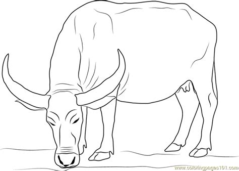 Select from 35450 printable crafts of cartoons, nature, animals, bible and many more. Water Buffalo Coloring Pages - Food Ideas