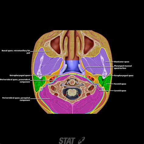 Other Neck Spacesparapharyngeal Space Head And Neck Neck Head Anatomy