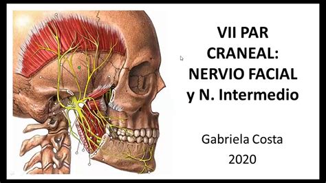 Anatomia Nervio