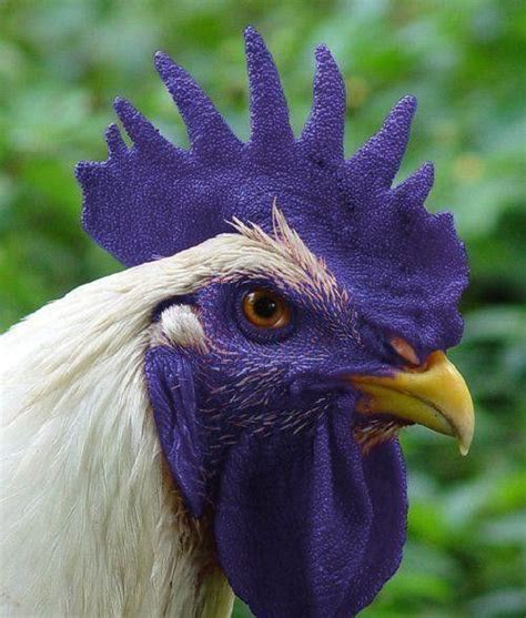 I Wonder What The Rest Of This Rooster Looks Like Spoiler Alert I