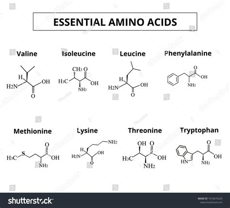 Essential Amino Acids Set Amino Acids Stock Vector Royalty Free