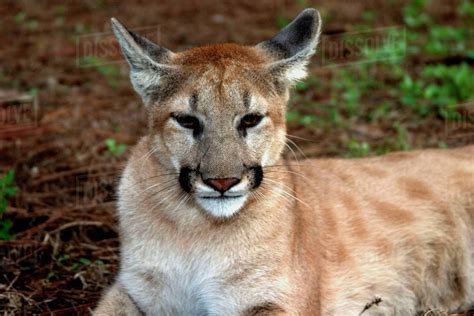 Usa Florida Panther Felis Concolor Is Also Known As Puma Or Cougar