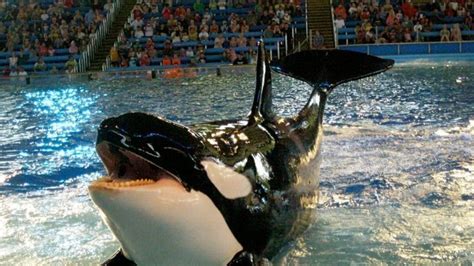 Petition · End Killer Whale Shows In Seaworld Orlando Florida