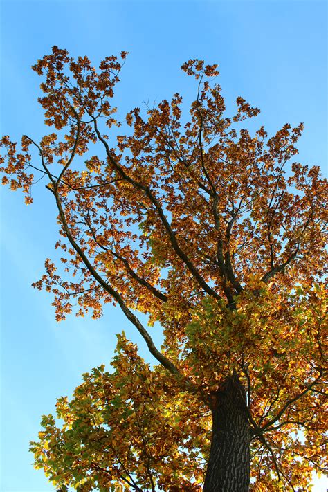 Free Images Tree Branch Sky Sunlight Leaf Flower Autumn Botany