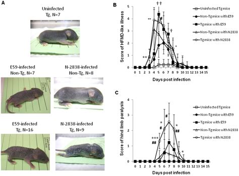 Disease Symptoms In Hscarb2 Tg Mice Infected With The B Genotype Of