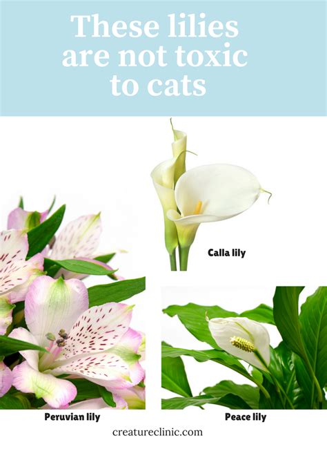 The lily of the valley should be considered very toxic, given it's effect on the heart, while the peace and calla lilies would be considered only mildly toxic to both cats and dogs. The pretty flower that could kill your cat | Types of ...
