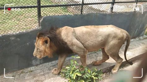 Lion Safari In Chennai Vandalur Zoo Youtube